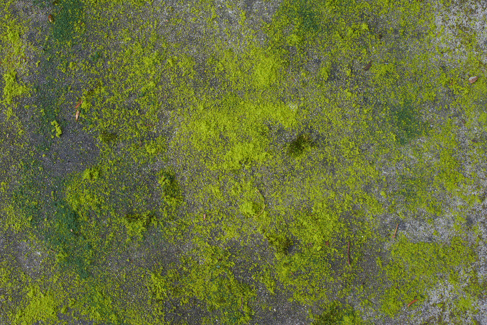 ONE + / Машина щеточная RYOBI RY18PCB-0 (без батареи)