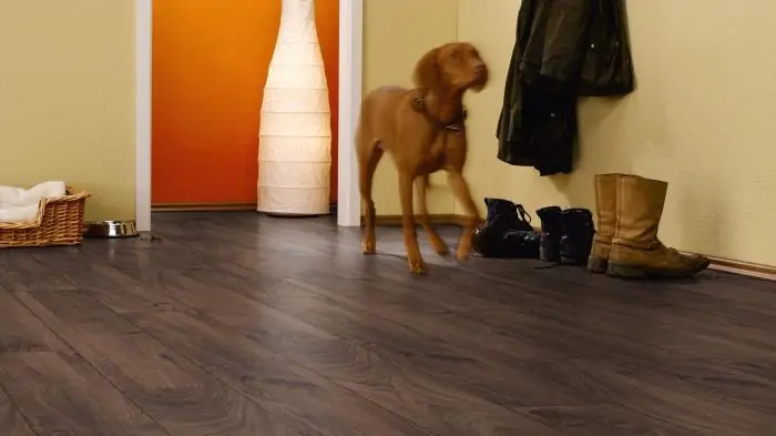 Дуб Эверест (Oak Everest)