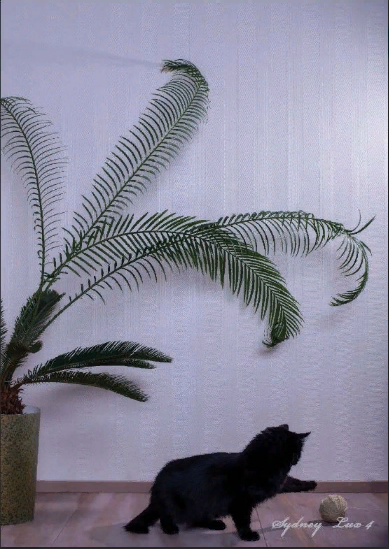 Стеклообои BauTex Luxury Sydney LUX 4