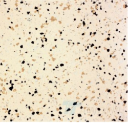 Линолеум токопроводящий Titan Vinyl  SHIELD XYR-616 Butter